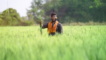 fertilizante multimineralizados