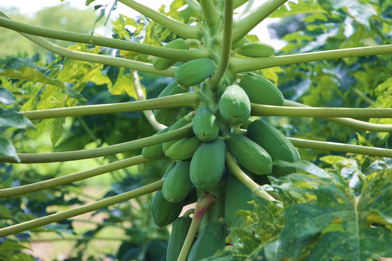 plantío de papaya